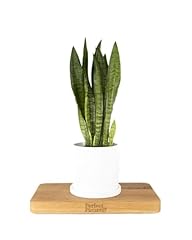 Perfect plants snake for sale  Delivered anywhere in UK