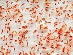 Premium live daphnia for sale  Delivered anywhere in UK