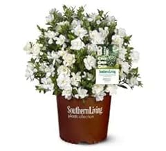 Southern living jubilation for sale  Delivered anywhere in USA 