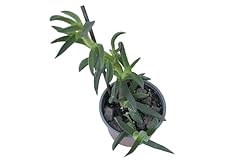 Carpobrotus acinaciform fico usato  Spedito ovunque in Italia 