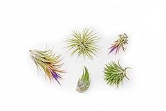 Pack ionantha air for sale  Delivered anywhere in USA 