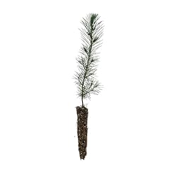 Aleppo pine small for sale  Delivered anywhere in USA 