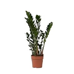 Plant box zamioculcas usato  Spedito ovunque in Italia 