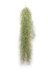 Plandaire piante tillandsia usato  Spedito ovunque in Italia 