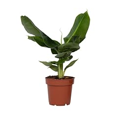 Plant box bananier d'occasion  Livré partout en Belgiqu