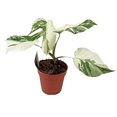 Monstera deliciosa variegata gebraucht kaufen  Wird an jeden Ort in Deutschland