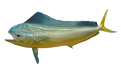 Cow mahi half for sale  Delivered anywhere in USA 