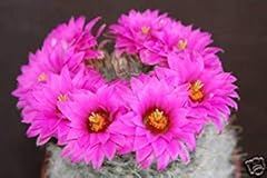Mammillaria guelzowiana cactus for sale  Delivered anywhere in UK