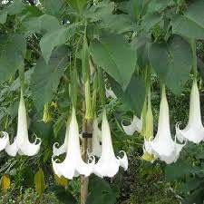 Pianta brugmansia arborea usato  Spedito ovunque in Italia 