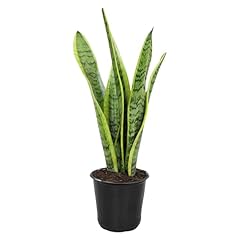 Altman plants sansevieria for sale  Delivered anywhere in USA 