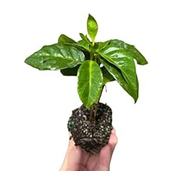 Arabica coffee bean for sale  Delivered anywhere in USA 