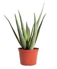 Shop succulents aloe for sale  Delivered anywhere in USA 