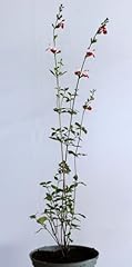 Pfirsich salbei salvia gebraucht kaufen  Wird an jeden Ort in Deutschland