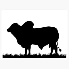 Brahman bull silhouette for sale  Delivered anywhere in USA 