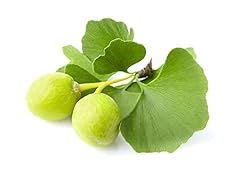 Gingko biloba tree for sale  Delivered anywhere in USA 