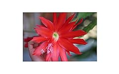 Epiphyllum orchid fresh for sale  Delivered anywhere in USA 