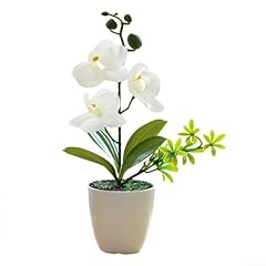 Phalenopsis plant pot for sale  Delivered anywhere in UK