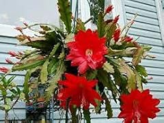 Semi fiori epiphyllum d'occasion  Livré partout en France
