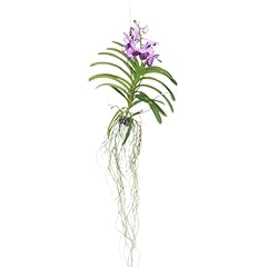 Plant box orchidea usato  Spedito ovunque in Italia 