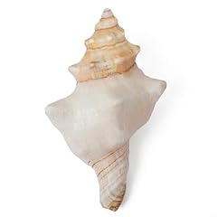 Große natürliche muscheln gebraucht kaufen  Wird an jeden Ort in Deutschland
