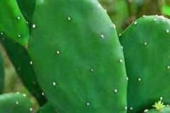 Spineless prickly pear for sale  Delivered anywhere in USA 