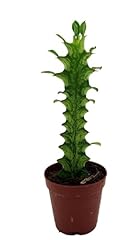 Mint creme african for sale  Delivered anywhere in USA 