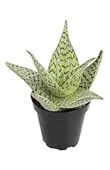 Live aloe plant for sale  Delivered anywhere in USA 
