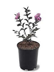 American plant black for sale  Delivered anywhere in USA 