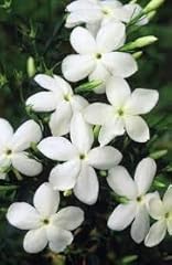 Jasmine officinale deciduous for sale  Delivered anywhere in Ireland