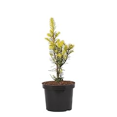 Japanische eibe zen gebraucht kaufen  Wird an jeden Ort in Deutschland