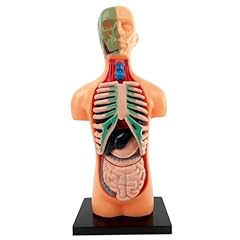 Hekarbamill human body for sale  Delivered anywhere in USA 