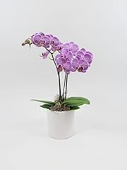 Athena garden live for sale  Delivered anywhere in USA 