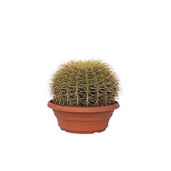 Plant box echinocactus usato  Spedito ovunque in Italia 