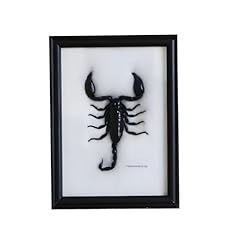 Guoyoocc real bug gebraucht kaufen  Wird an jeden Ort in Deutschland