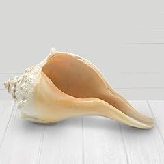 Atlantic whelk shell for sale  Delivered anywhere in USA 