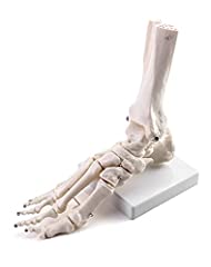 Qwork human foot for sale  Delivered anywhere in Ireland