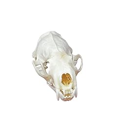Clloeat taxidermy real for sale  Delivered anywhere in USA 