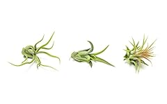 Air plant low for sale  Delivered anywhere in USA 