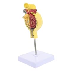 Cabilock 1stück anatomisches gebraucht kaufen  Wird an jeden Ort in Deutschland