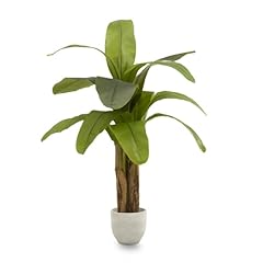 Maia shop banano usato  Spedito ovunque in Italia 
