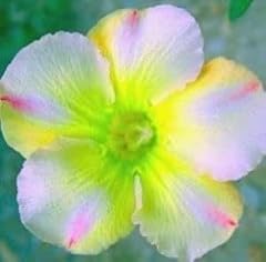 Adenium obesum lemon d'occasion  Livré partout en France
