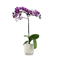 Purple phalaenopsis live for sale  Delivered anywhere in USA 