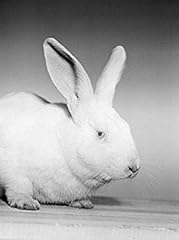 Portrait white rabbit for sale  Delivered anywhere in USA 