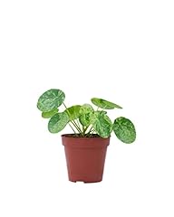 Plnts pilea peperomioides gebraucht kaufen  Wird an jeden Ort in Deutschland