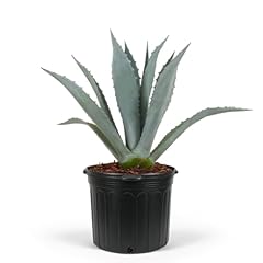 Eureka farms century for sale  Delivered anywhere in USA 