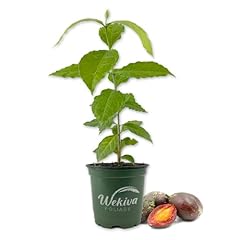 Peanut butter tree for sale  Delivered anywhere in USA 