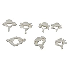 Section cervical vertebra for sale  Delivered anywhere in UK