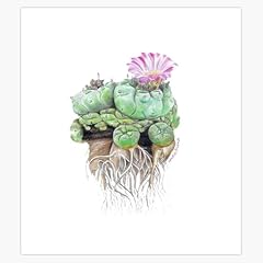 Peyote lophophora williamsii for sale  Delivered anywhere in USA 
