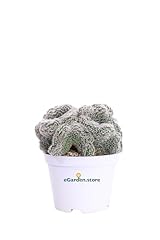 Pianta chamaecereus silvestrii usato  Spedito ovunque in Italia 