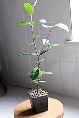 Myshelfie pineapple guava for sale  Delivered anywhere in USA 